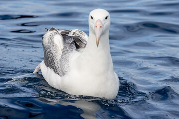 Southern Royal Albatross in Australasia