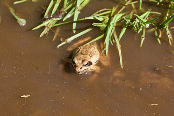 Frog in the water in a flood meadow in the floodplain of the river. Reflection in the water.