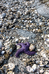Purple starfish on a rocky beach with copy space