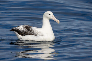 Southern Royal Albatross in Australasia