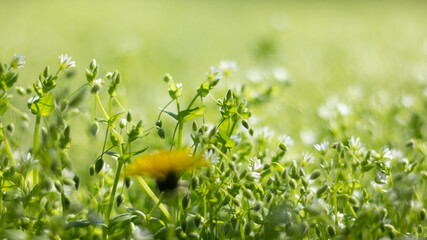 green grass in the morning sun