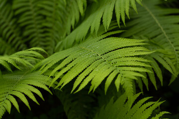 fern leaf background
