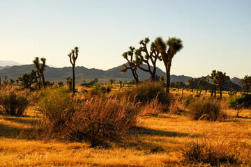 Obraz premium Joshua Tree National Park