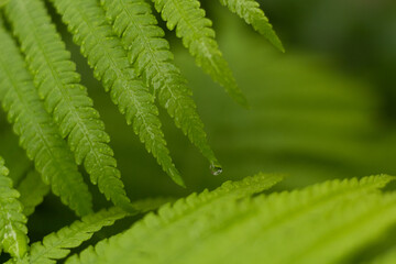 close up of green fern
