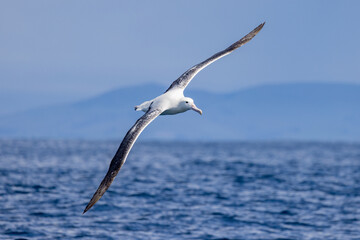 Southern Royal Albatross in Australasia - Powered by Adobe
