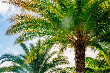 Fototapeta premium palm trees and blue sky