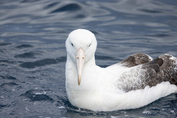 Southern Royal Albatross in Australasia