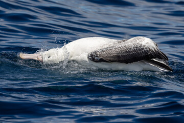 Obraz premium Southern Royal Albatross in Australasia