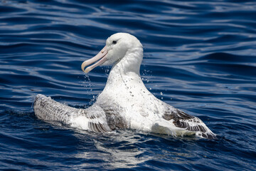 Obraz premium Southern Royal Albatross in Australasia
