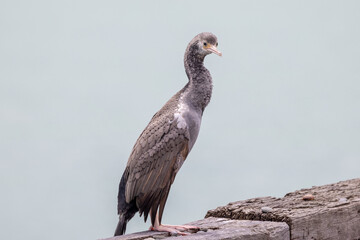 Spotted Shag Endemic to New Zealand