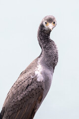 Spotted Shag Endemic to New Zealand