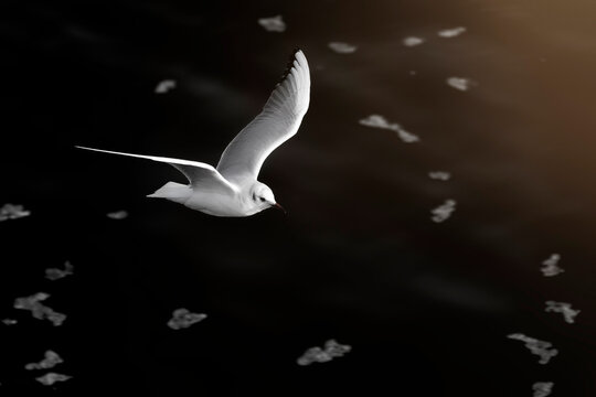 Black-headed Gull, Chroicocephalus ridibundus, bird with red biil and legs