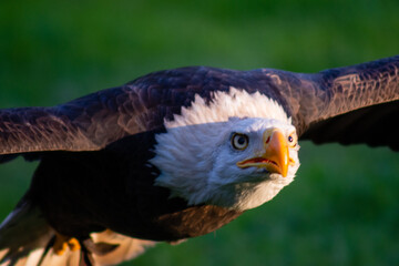 bald eagle close up watching the prey