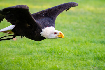 bald eagle fllying close to the ground