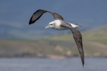 White-capped Mollymawk in Australasia