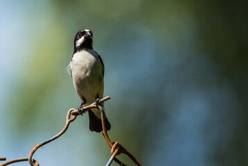 brazilian songbird: Lined Seedeater