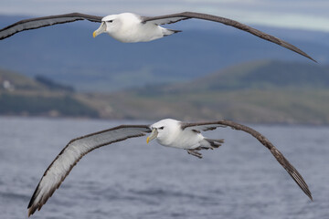 White-capped Mollymawk in Australasia
