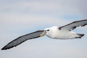 White-capped Mollymawk in Australasia