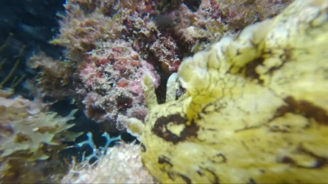 spotted sea hare on coral reef in south florida at night