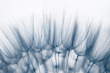 Dandelion fluff