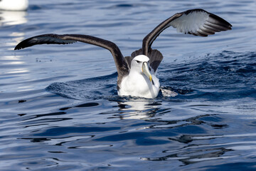 White-capped Mollymawk in Australasia
