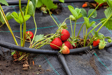 Growing strawberries on black textile