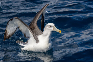 White-capped Mollymawk in Australasia