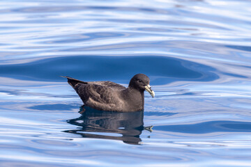 White-chinned Petrel in Australasia