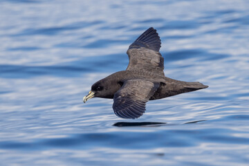 White-chinned Petrel in Australasia