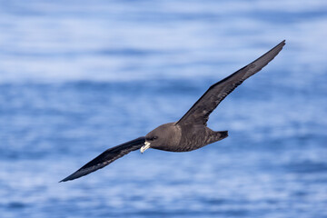 White-chinned Petrel in Australasia