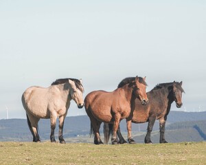 Obraz premium three wild horses in the meadow