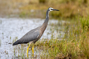 White-faced Heron in Australasia