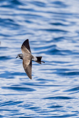 White-faced Storm Petrel in New Zealand