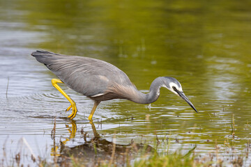 White-faced Heron in Australasia