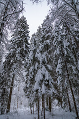 Large fir trees in a snowy forest. White fluffy snow on the branches of trees