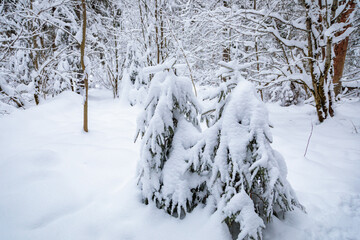 Large fir trees in a snowy forest. White fluffy snow on the branches of trees