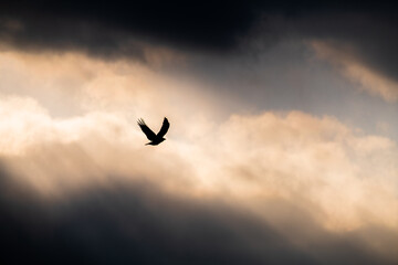 Vogel im Sonnenuntergang 