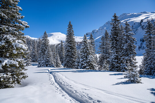 Trail of ski tourers in snow-covered alpine landscape, Rauris, Salzburger Land, Austria