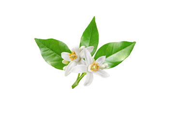 Neroli blossom branch with white flowers, buds and leaves isolated on white