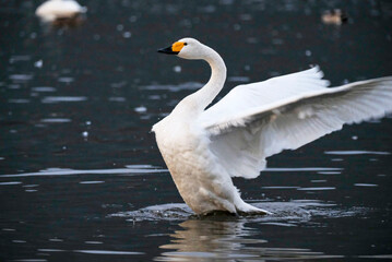 Obraz premium Beautiful flapping swan, 2021/11/3