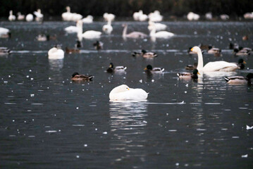 Beautiful flapping swan, 2021/11/3