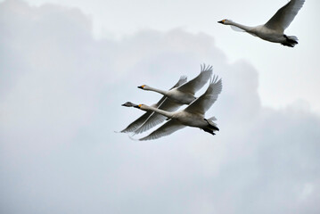 Soaring tundra swan, 2021/11/3