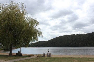 A tree and a small beach front of the lake