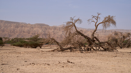 Desert landscape in the remote region of Eilat mountains, Israel. Desert beauty in a winter day. Dry acacia tree in a wide wadi and orange mountains on the background.