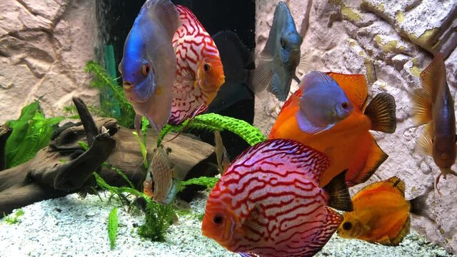Diskusfische im Amazonasaquarium.
