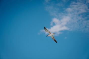 seagull flies in the blue sky