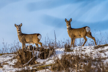 deer in the wild, winter, Slovakia, Europe