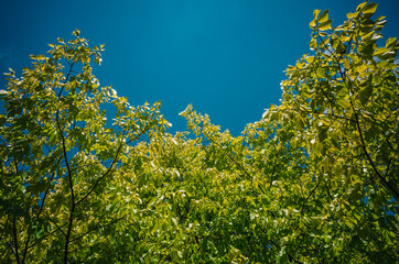 green leaves against blue sky