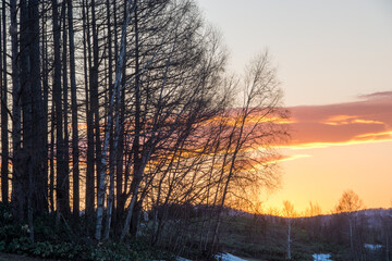夕暮れの空とマツ林
