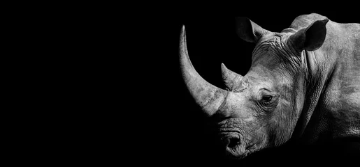 Selbstklebende Fototapeten African Rhino , Rhinoceros wildlife animal isolated black white , Baner Panorama © Vieriu
